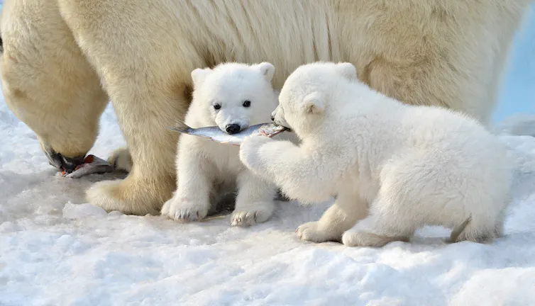Two polar bear cubs eating a fish.