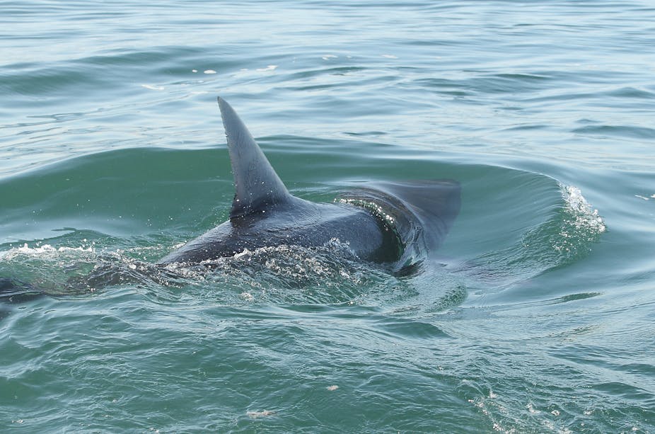 A Great White Shark swimming away from the camera with its dorsal fin out of the water.