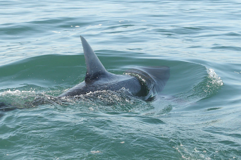 A Great White Shark swimming away from the camera with its dorsal fin out of the water.