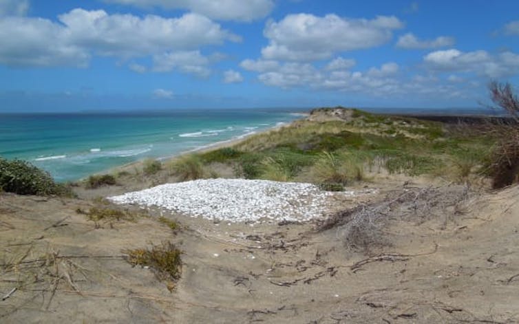 An archaeological midden with a pile of shells and other animal remains