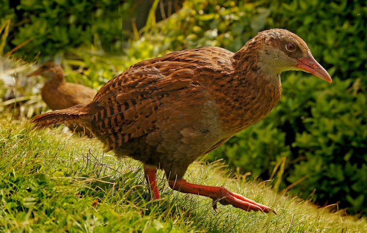 Weka