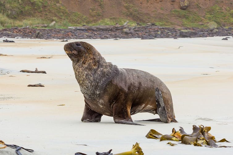 New Zealand sea lion on a beach