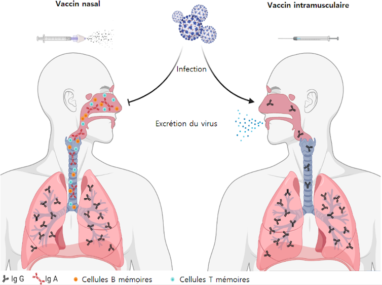 Covid-19 : bientôt un vaccin nasal ? Atouts, défi… les promesses d’une approche française