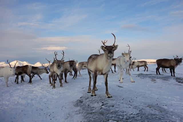 A reindeer herd in mid-winter in the Norwegian Arctic looks at the camera.