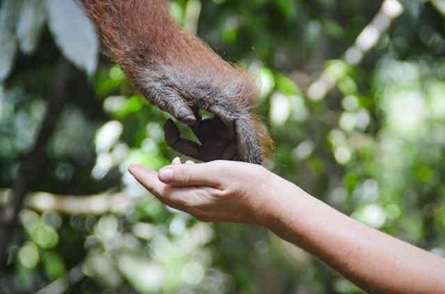 An orangutan hand touching a human hand