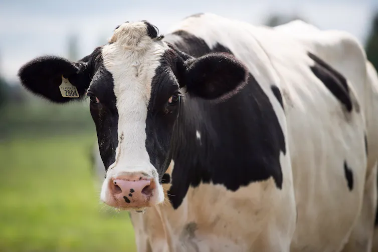 A dairy cow stands in a field