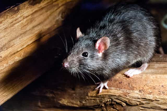 Black rat, or ship rat