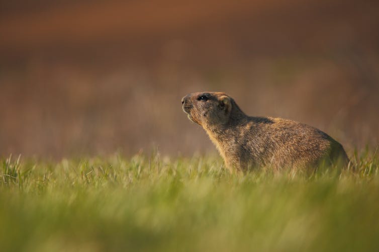 Steppe marmot or Bobak marmot