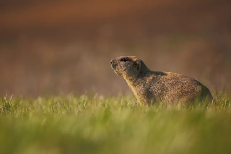 Steppe marmot or Bobak marmot
