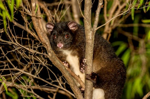 Bad fire science can kill our threatened species. It's time to cooperate with nature