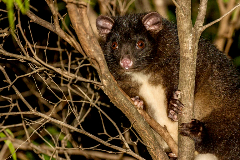 possum in tree