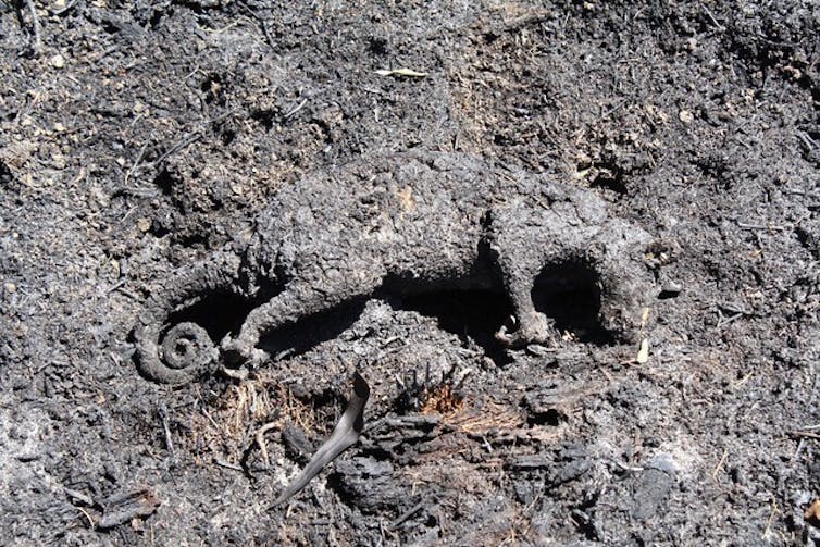 burnt possum lies in ash