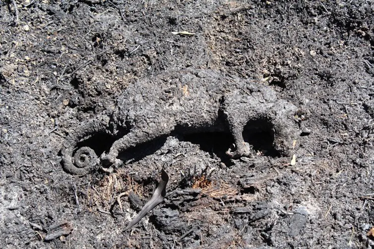 burnt possum lies in ash