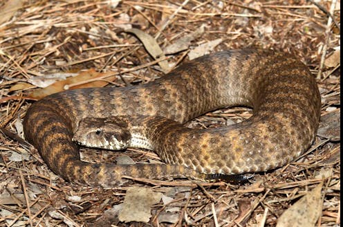 Snakes have clitorises