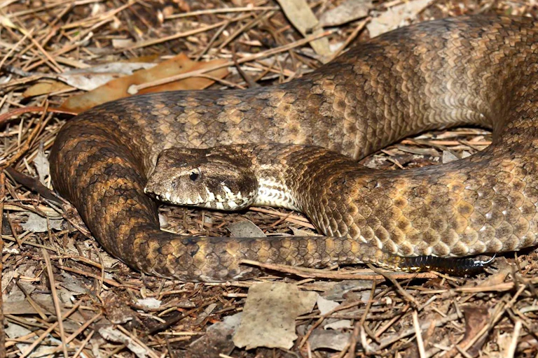 A photo of a coiled snake on leaves and grass.