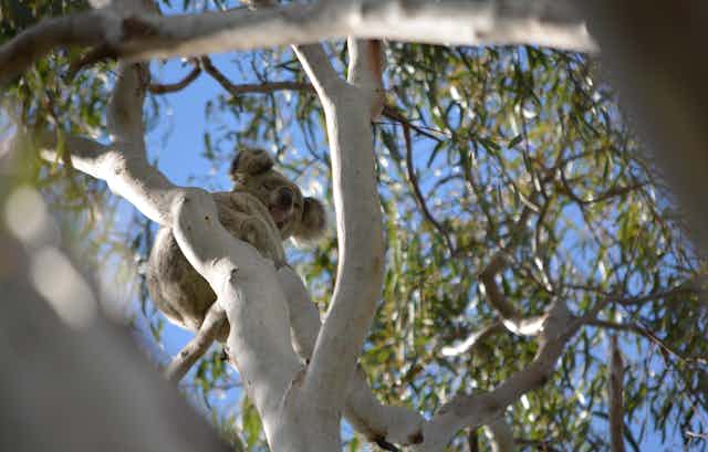 Koala looking down from a tree 