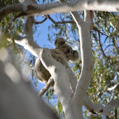 research animal rescue