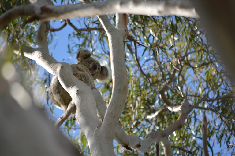 Koala looking down from a tree