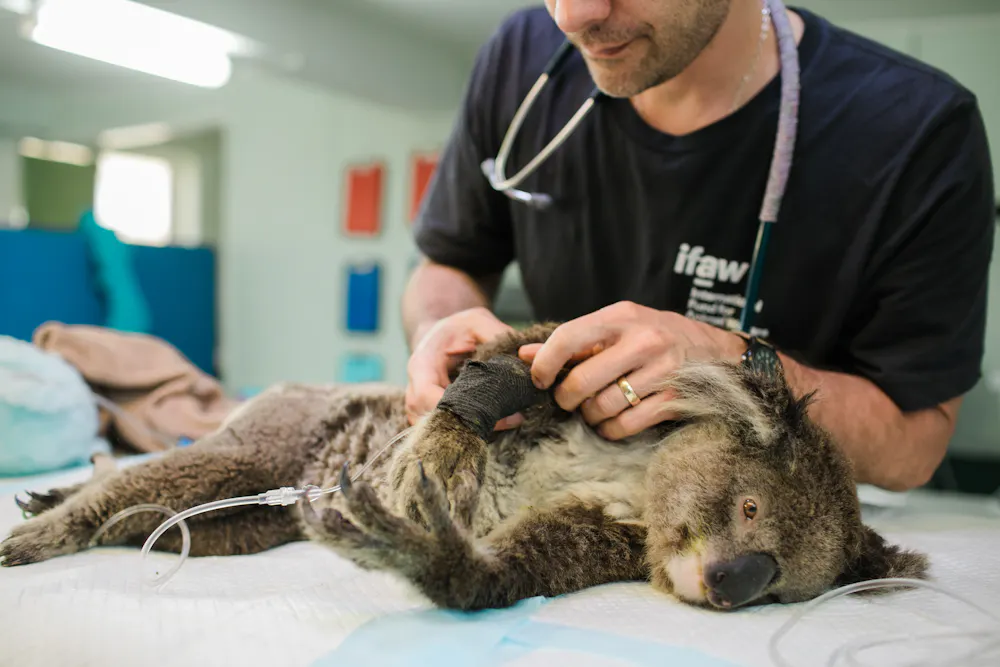 Testing the stress levels of rescued koalas allows us to tweak their ...