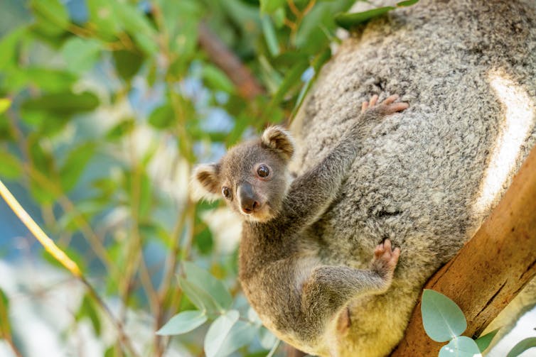 Joey clinging to a koala