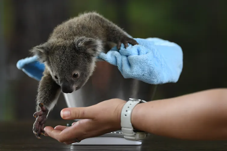 Joey on scales