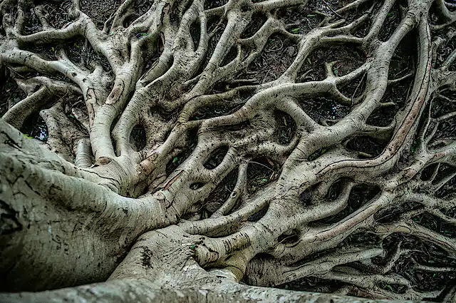Shaping Roots The amazing system plants use to shape their roots and why it could ...