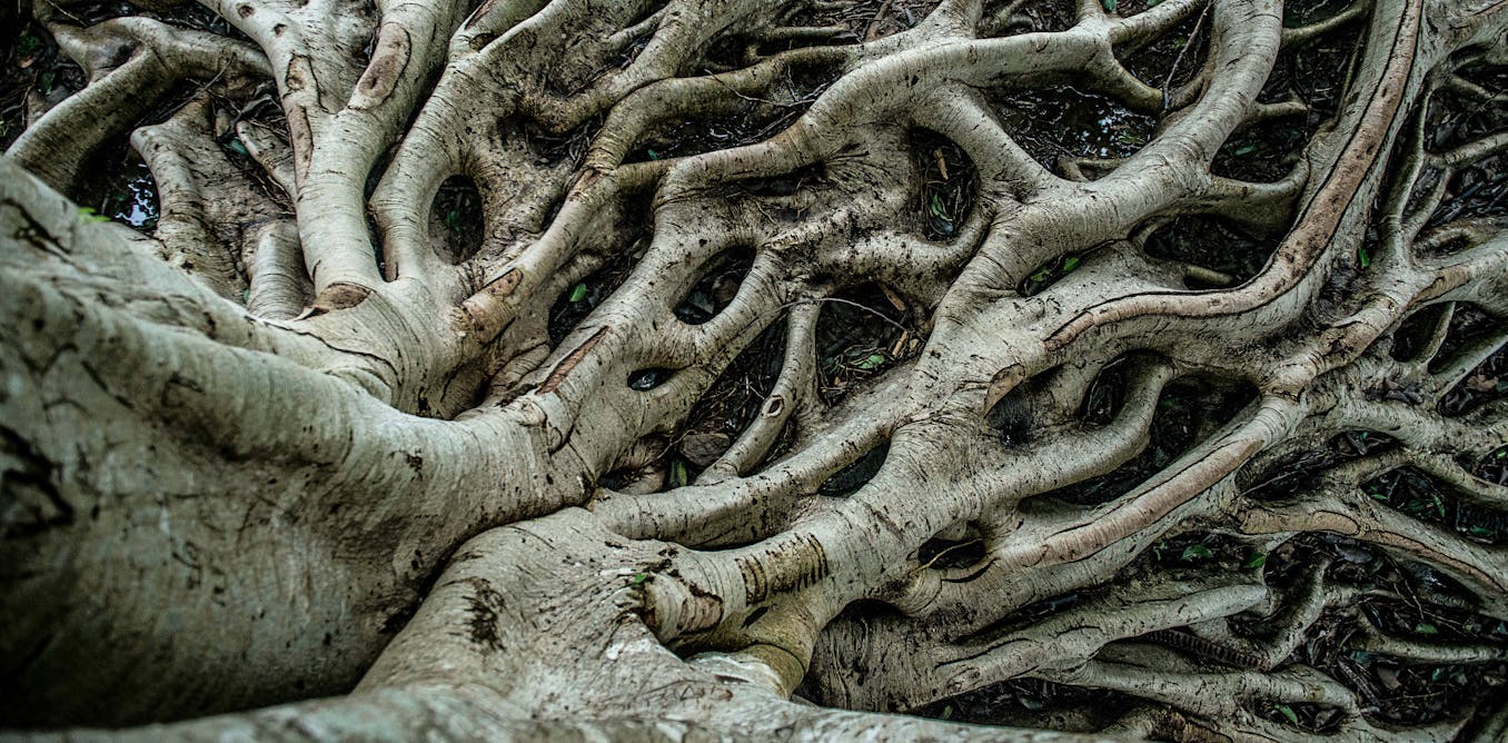 The amazing system plants use to shape their roots and why it could ...