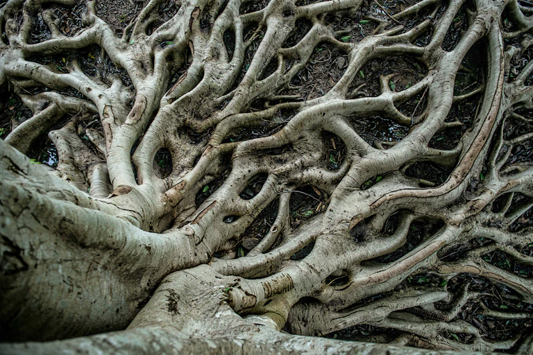 Tree roots