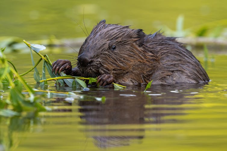 A beaver in water gnawing on a branch.