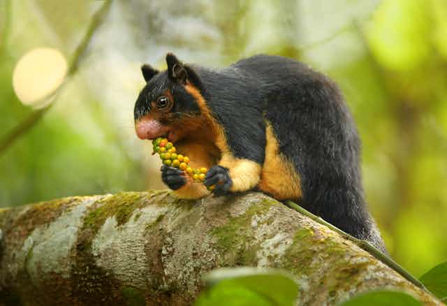 A black-and-gold squirrel-looking animal leaning over a branch.