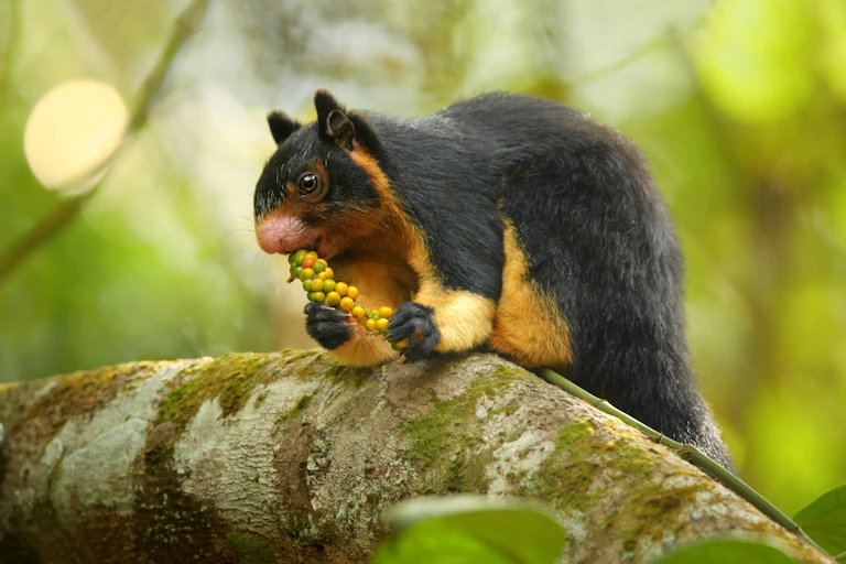 A black-and-gold squirrel-looking animal leaning over a branch.