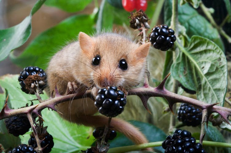 A small mouse on a bramble branch with blackberries.