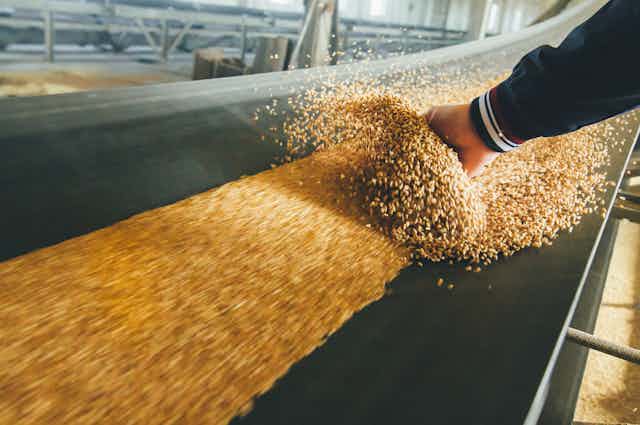 Wheat being processed on a conveyer belt with a hand disrupting its flow.