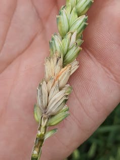 A wheat spike in the palm of a hand showing discolouration.