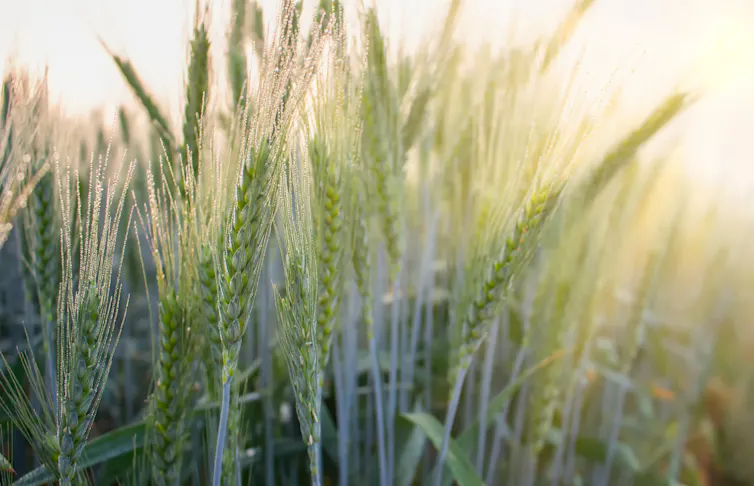 Morning dew on spikelets of barley, young barley in the field bathed in dew and morning sunlight