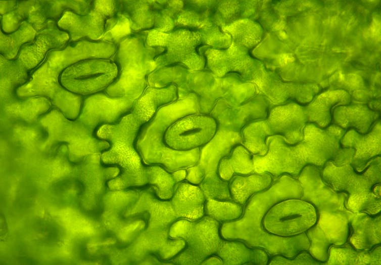 microscopic image of stomata on leaves