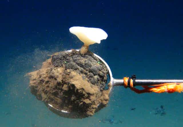 A white sea sponge attached to nodule that is being picked up by collection device.