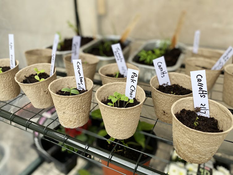 A row of soft brown pots with seedlings growing