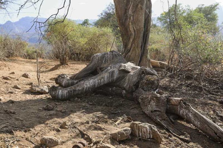 dead elephant under tree