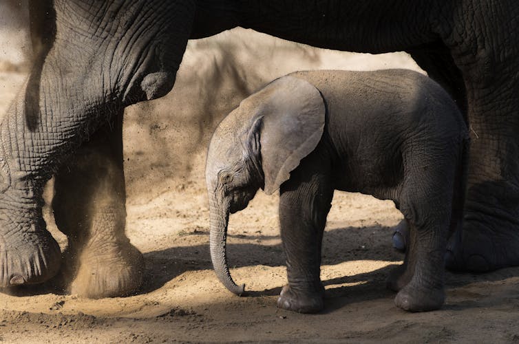 baby elephant stands with mother