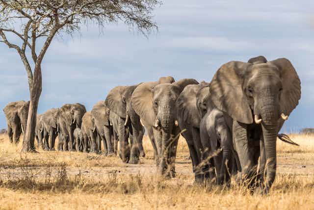 elephants walking in a line