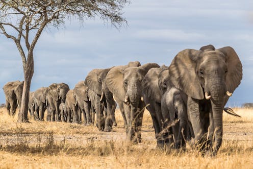 Climate change is leaving African elephants desperate for water