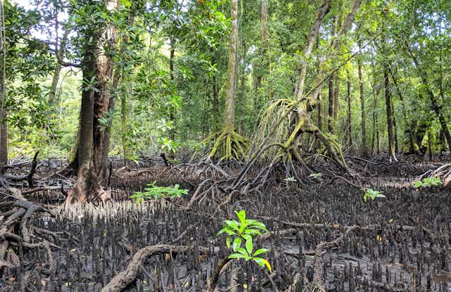 View of a lush, bright green mangrove forest with the dark roots and sediments in the foreground