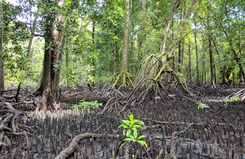 5,700 years of sea-level change in Micronesia hint at humans arriving much earlier than we thought