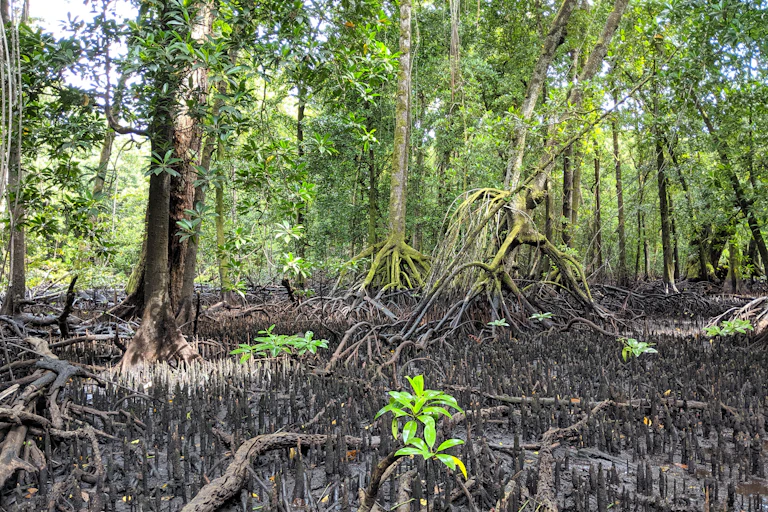 View of a lush, bright green mangrove forest with the dark roots and sediments in the foreground