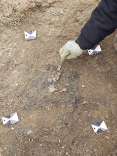 The necklace peeks through the dirt on the floor of the Harpole excavation site.