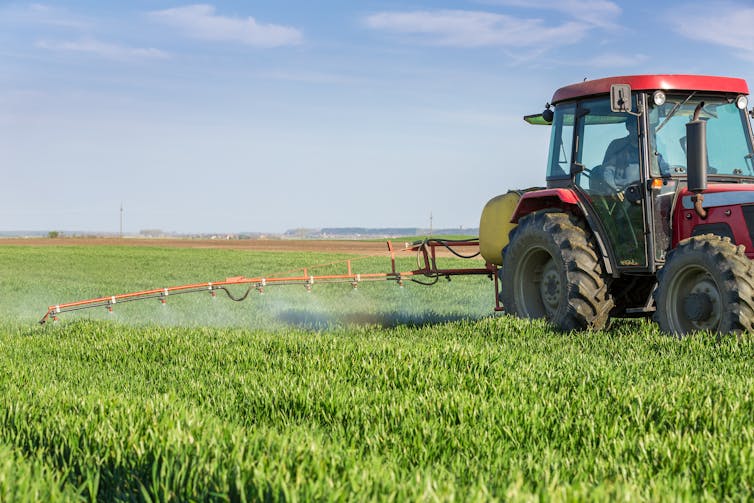 A tractor is spraying a fungicide in a field of wheat as it moves through the field.