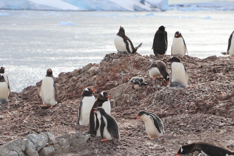 a group of gentoo penguins on rock