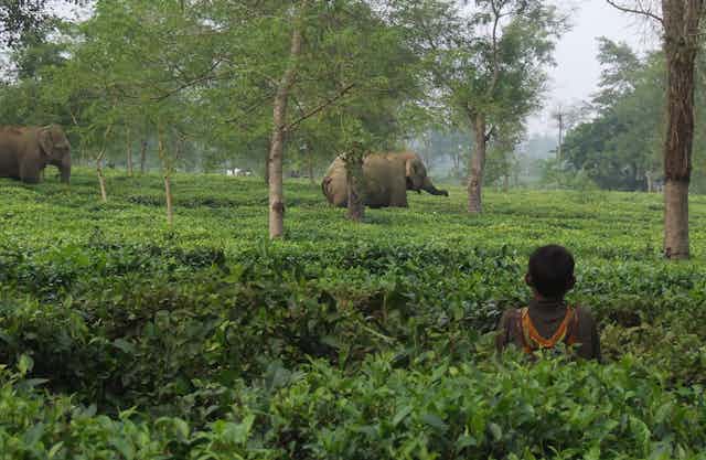 Two elephants stride through a tea plantation with a young child watching in the foreground.