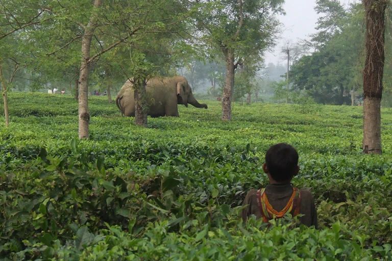 Two elephants stride through a tea plantation with a young child watching in the foreground.